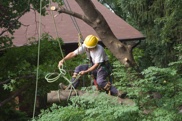 Trusted Wantagh, NY Tree Care Experts